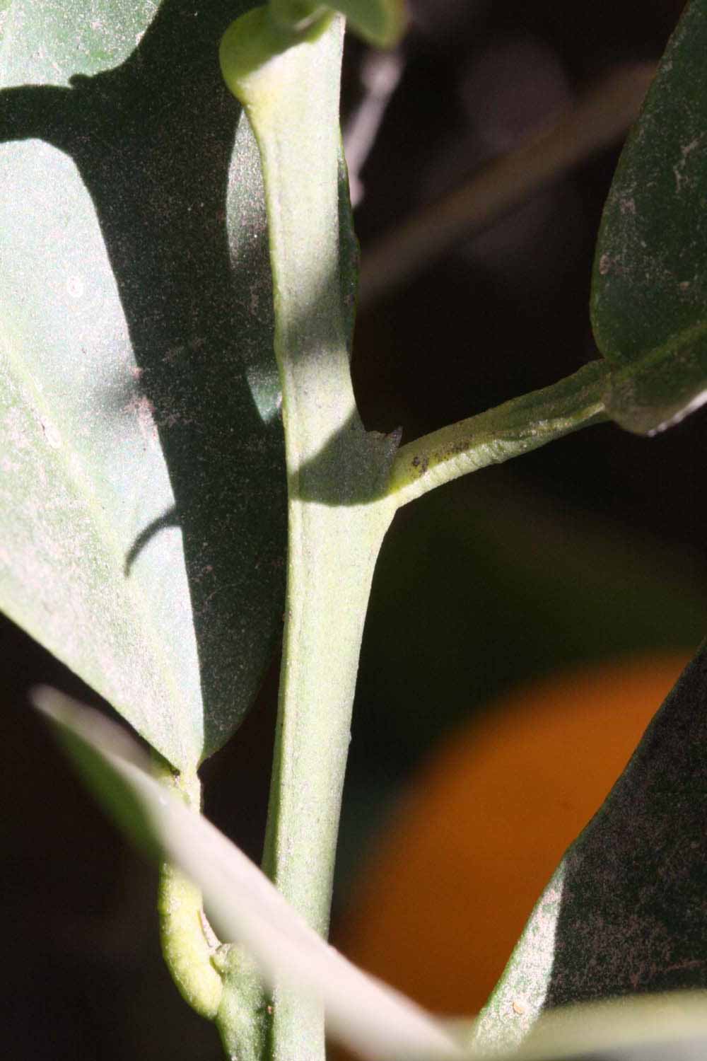              First year twig (Blanca Macetera, Riverside, CA)       